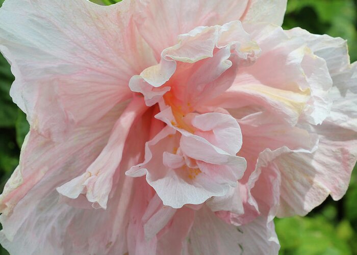 Hibiscus Greeting Card featuring the photograph Pink Chiffon by Tony Spencer