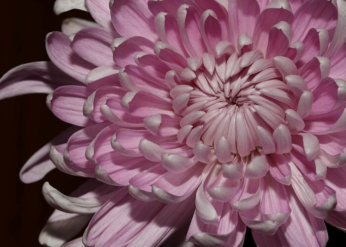Chrysanthemum Greeting Card featuring the photograph Pink Chrysanthemum 2 by Mingming Jiang