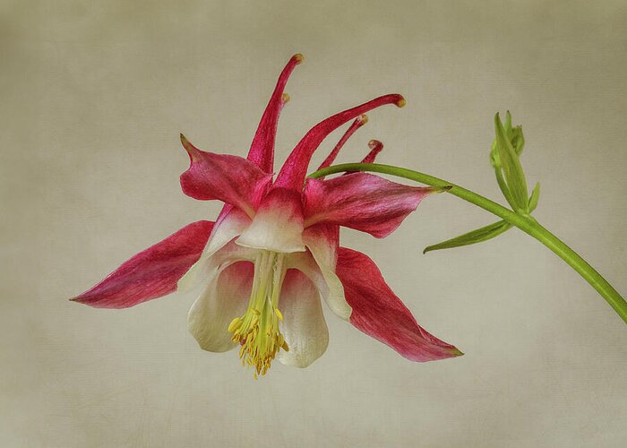 Columbine Greeting Card featuring the photograph Pink Columbine Wildflower #1 by Patti Deters