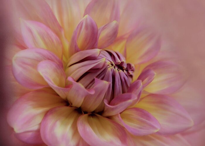 Pink Greeting Card featuring the photograph Pink Dahlia Sensation by Sally Bauer