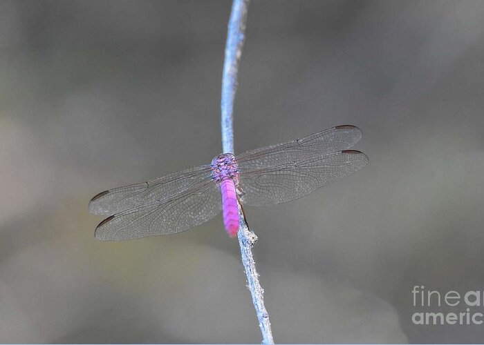 Pink Dragonfly Greeting Card featuring the digital art Pink Dragonfly by Tammy Keyes