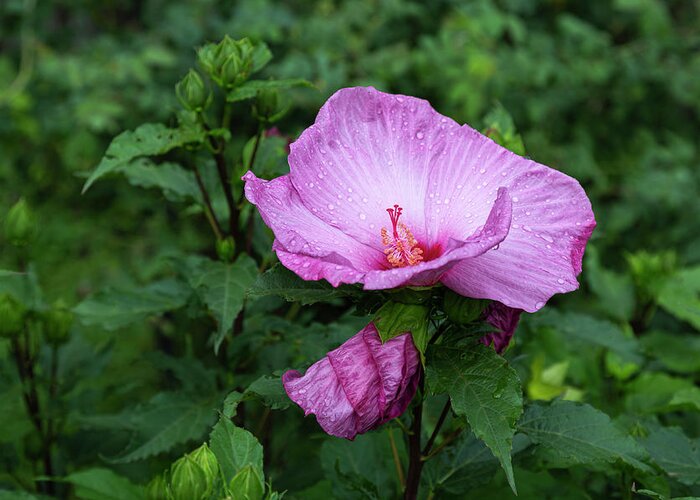 Hibiscus Rosa-sinensis Greeting Card featuring the photograph Pink Hibiscus 4-2021 by Thomas Young