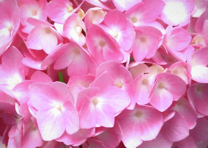 Pink Greeting Card featuring the digital art Pink Hydrangea by Denise Beverly