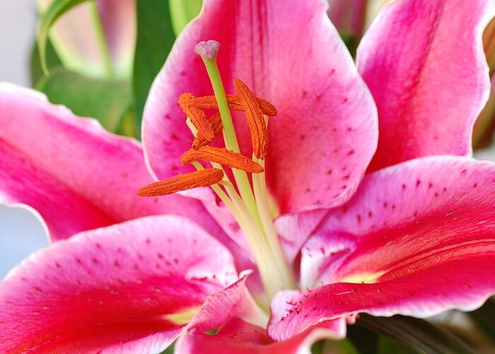Lily Greeting Card featuring the photograph Pink Lily 3 by Amy Fose