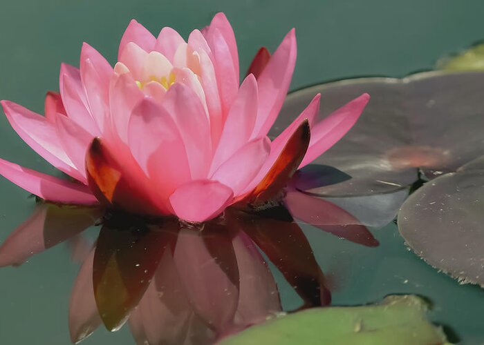 Purity Greeting Card featuring the photograph Pink Lotus blossom by Christina McGoran