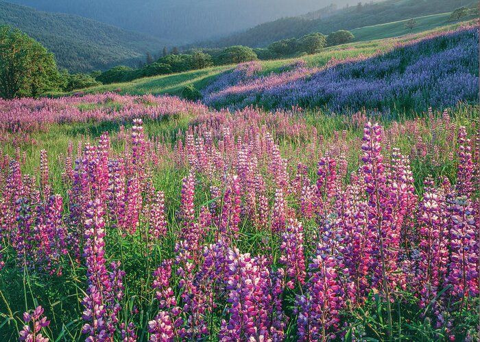 Flower Meadow Plant Landscape - Scenery Beauty In Nature Chisos Mountains Big Bend National Park Texas Usa Lupine Horizontal Outdoors Day Non Urban Scene Wildflower Scenics - Nature No People  Greeting Card featuring the photograph Pink lupine flowers in meadow, Chisos Mountains, Big Bend National Park, Texas, USA by Panoramic Images