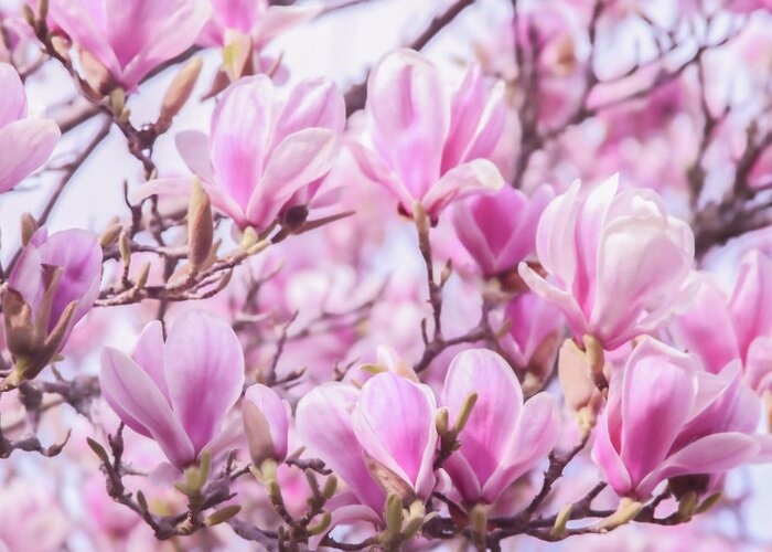Magnolia Greeting Card featuring the photograph Pink Magnolia Blossoms by Sally Bauer