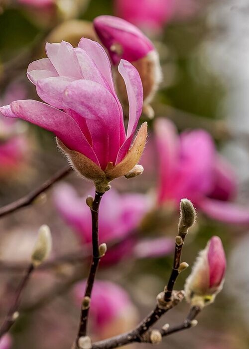 Spring Greeting Card featuring the photograph Pink Magnolias by Susan Rydberg