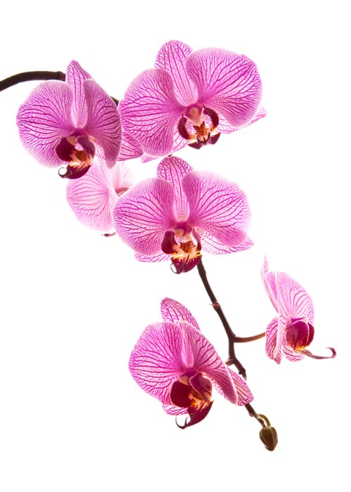 Orchid Greeting Card featuring the photograph Pink moth orchid stem by Delphimages Photo Creations