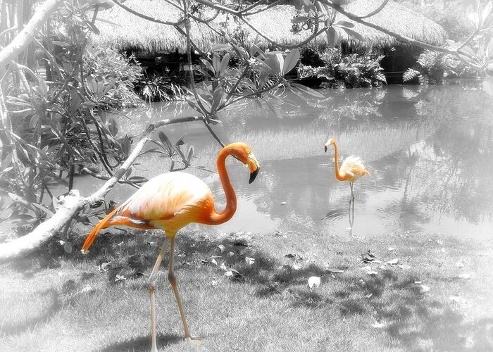 Bird Greeting Card featuring the photograph Pink Orange Flamingo Photo 212 by Lucie Dumas