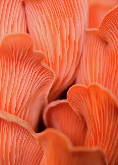 Fungi Greeting Card featuring the photograph Pink Oyster Mushrooms by Bonny Puckett