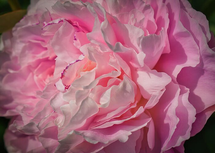 Peony Greeting Card featuring the photograph Pink Peony Perfection by Cathy Mahnke