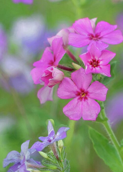Phlox Greeting Card featuring the photograph Pink Phlox by Betty Eich