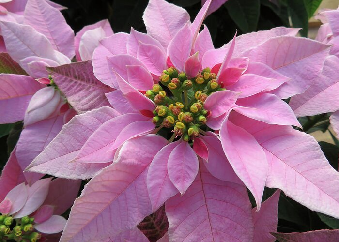 Pink Greeting Card featuring the photograph Pink Poinsettia by Jennifer Wheatley Wolf
