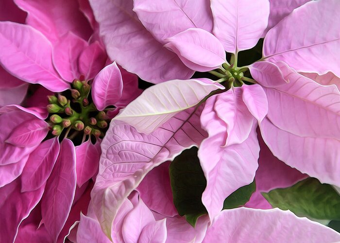 Face Mask Greeting Card featuring the photograph Pink Poinsettias Square Format by Theresa Tahara
