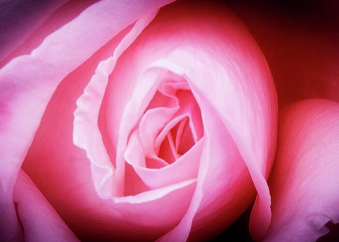 Pink Rose Greeting Card featuring the photograph Pink Rose by David Morehead