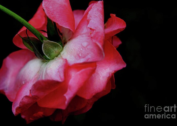 Rose Takes A Bow Greeting Card featuring the photograph Pink Rose Takes a Bow by Anita Faye