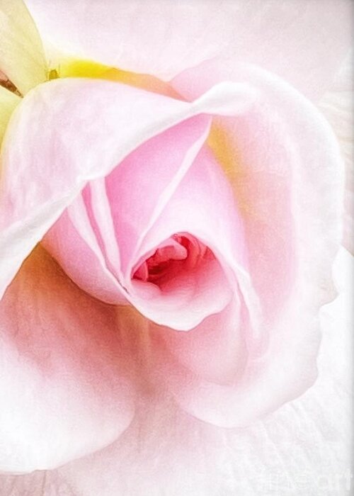 Rose Greeting Card featuring the photograph Pink Rose by Wendy Golden