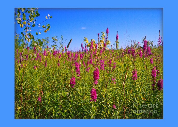 Fox Gloves Greeting Card featuring the photograph Pink Summer Flowers In The Prairie - Fox Gloves by Frank J Casella