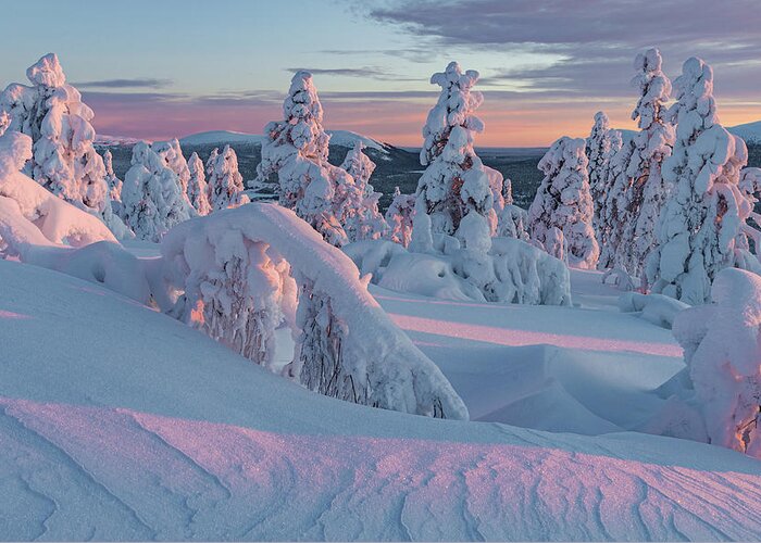Winter Greeting Card featuring the photograph Pink sunrise in winter wonderland by Thomas Kast