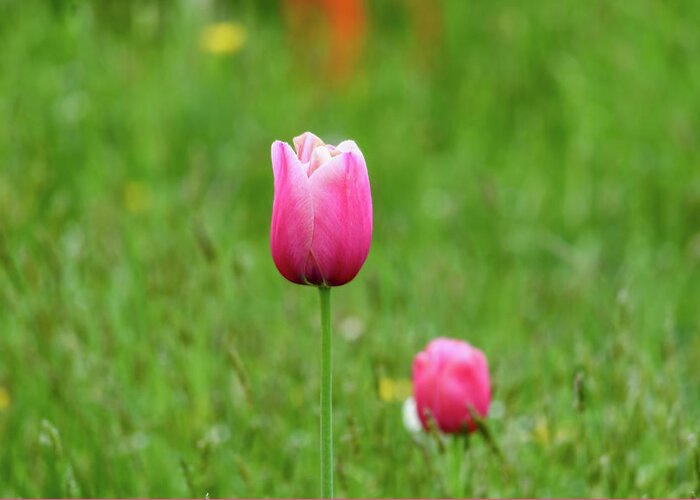 Tulip Greeting Card featuring the photograph Pink Tulip by Andrew Lalchan