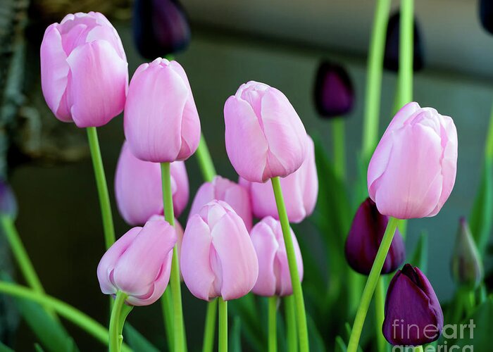 Pink Tulips Greeting Card featuring the photograph Pink Tulips, 1 by Glenn Franco Simmons