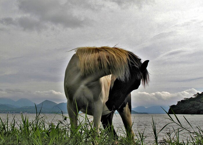 Horse Greeting Card featuring the photograph Pinto horse on shore of Lake Catemaco Veracruz Mexico by Lorena Cassady