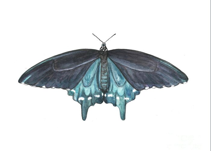 Butterfly Butterflies Florida American Pipevine Swallowtail Blue Navy Transformation Watercolor Greeting Card featuring the painting Pipevine Swallowtail Butterfly by Pamela Schwartz