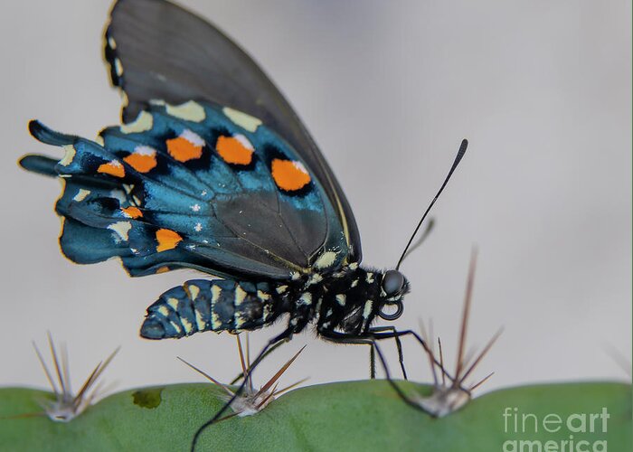 Butterfly Greeting Card featuring the photograph Pipevine Swallowtail on Cactus by Michael Tidwell