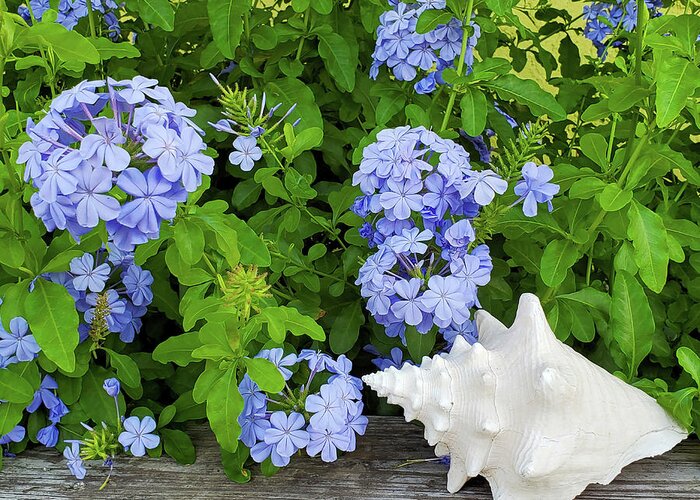 Flowers Greeting Card featuring the photograph Plumbago and the Conch Horizontal by Sharon Williams Eng