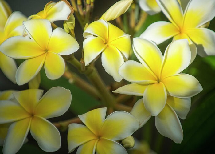 Hawaii Greeting Card featuring the photograph Plumeria Flower by Bill Cubitt