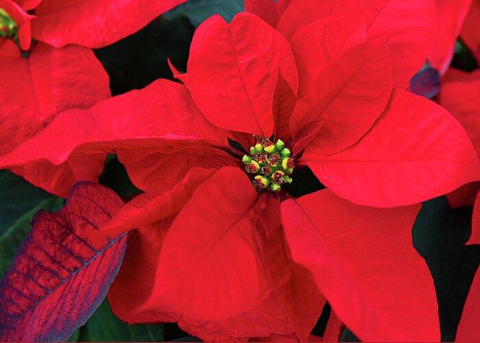 Poinsettia Greeting Card featuring the photograph Poinsettia by Gina Fitzhugh