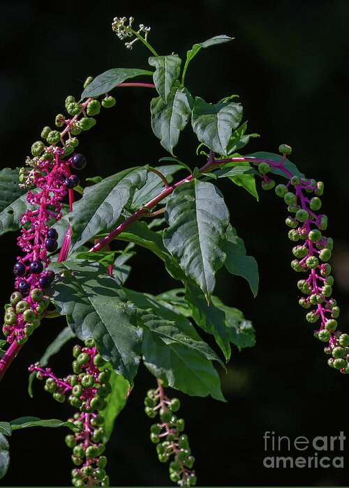Plants Greeting Card featuring the photograph Pokeweed Is For Birds by Chris Scroggins