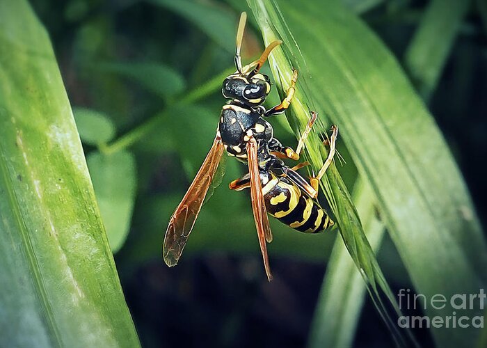 Photo Greeting Card featuring the photograph Polistes dominula European Paper Wasp Insect by Frank Ramspott