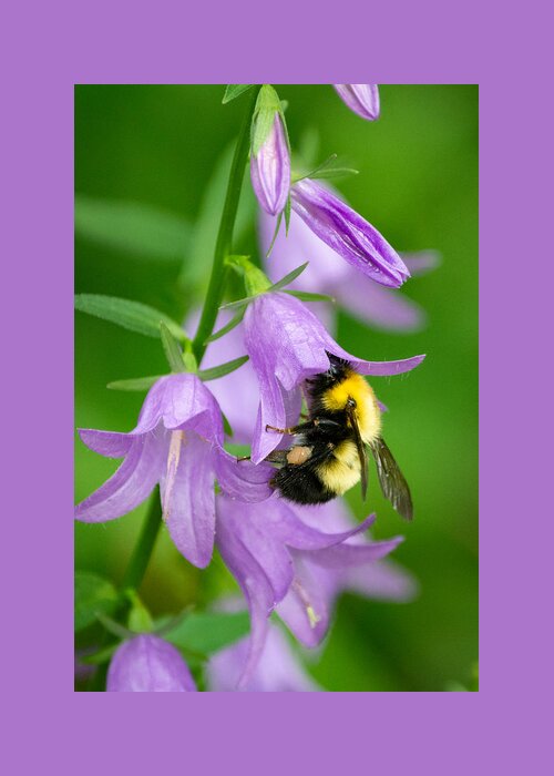 Bumble Bee Greeting Card featuring the photograph Pollinator's Purple Passion by Linda Bonaccorsi