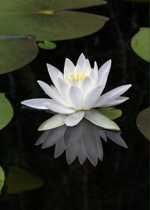 Blooms Greeting Card featuring the photograph Pond Lily Flower Reflection by Michael Russell