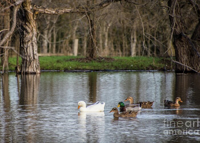 Ducks Greeting Card featuring the photograph Pondering Peace by Cheryl McClure