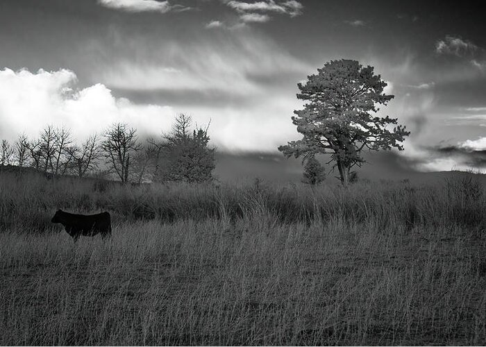 Grass Greeting Card featuring the photograph Ponderings of a Heifer by Mike Lee