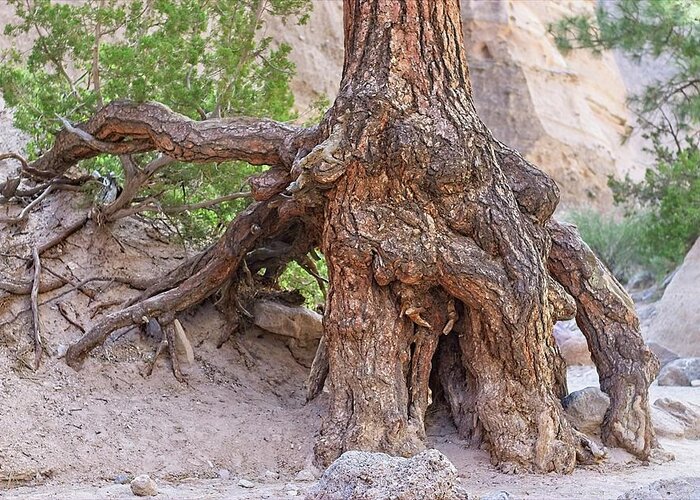 Tent Rocks Greeting Card featuring the photograph Ponderosa Pine Roots - Kasha-Katuwe Tent Rocks National 2 by Steven Ralser