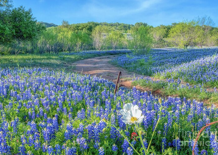 Texas Greeting Card featuring the photograph Poppies and Texas Bluebonnets by Bee Creek Photography - Tod and Cynthia