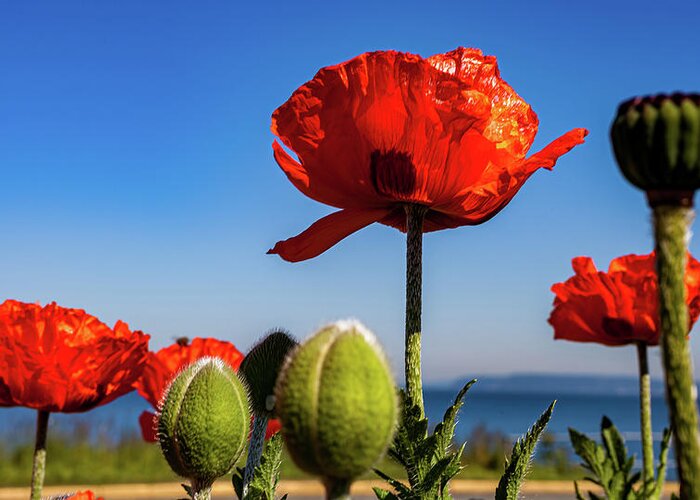 Flowers Greeting Card featuring the photograph Poppies by the side of the road. by Tommy Farnsworth