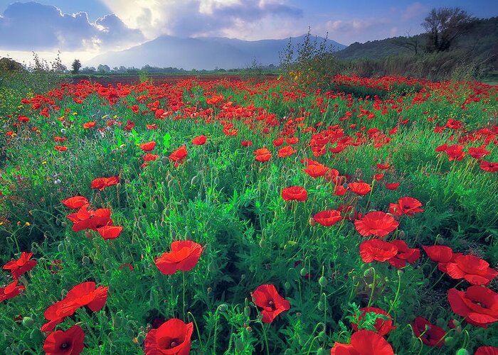 Poppies Field Greeting Card featuring the photograph Poppies by Giovanni Allievi