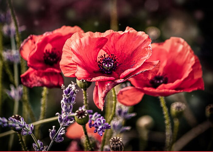 Poppy Greeting Card featuring the photograph Poppies in a Garden by Maggie Terlecki
