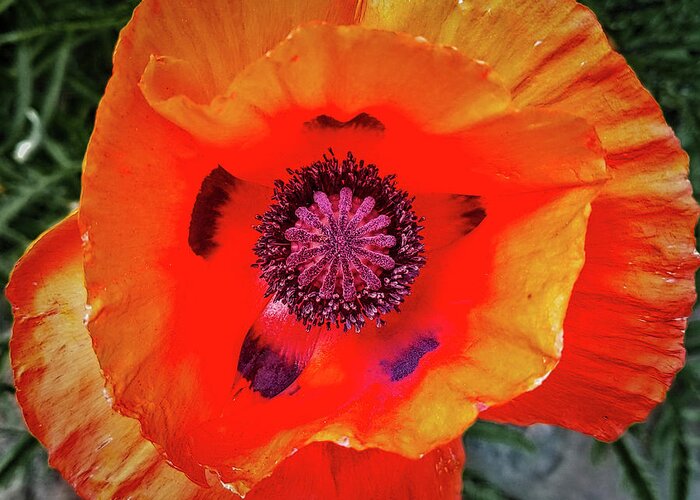 Flower Greeting Card featuring the photograph Poppy by Dan Eskelson