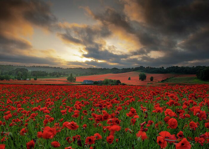 Landscape Greeting Card featuring the pyrography Poppy field 2 by Remigiusz MARCZAK