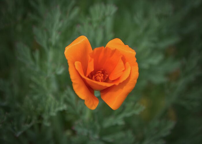 Poppy Greeting Card featuring the photograph Poppy Flower by Loyd Towe Photography