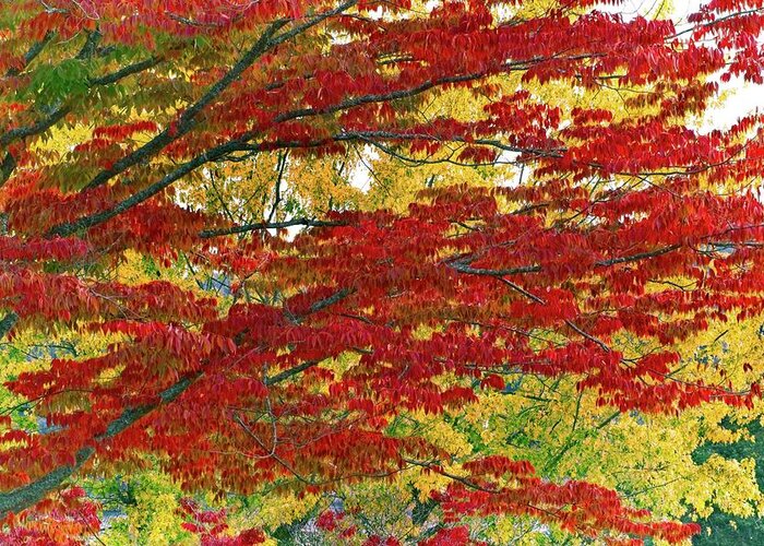 Abstract Greeting Card featuring the photograph Port Gamble Fall Colors by David Desautel