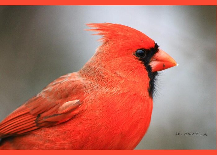 Birds Wildlife Nature Greeting Card featuring the photograph Portrait of a Cardinal by Mary Walchuck