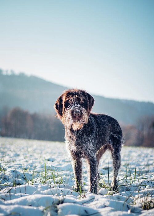 Baby Blue Greeting Card featuring the photograph Rough-coated Bohemian Pointer by Vaclav Sonnek