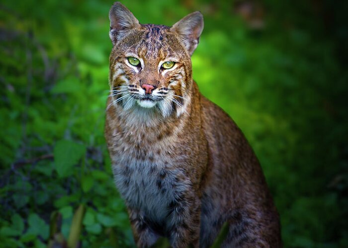 Bobcat Greeting Card featuring the photograph Portrait of a Lady by Mark Andrew Thomas